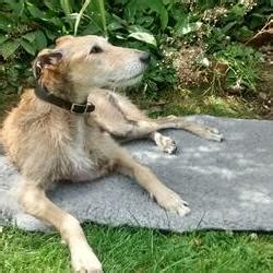 battersea dog donation|About Pet Tribute Funds .